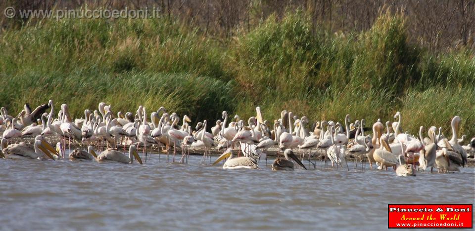 Ethiopia - Lago Chamo - Pellicani e Fenicotteri - 2.jpg